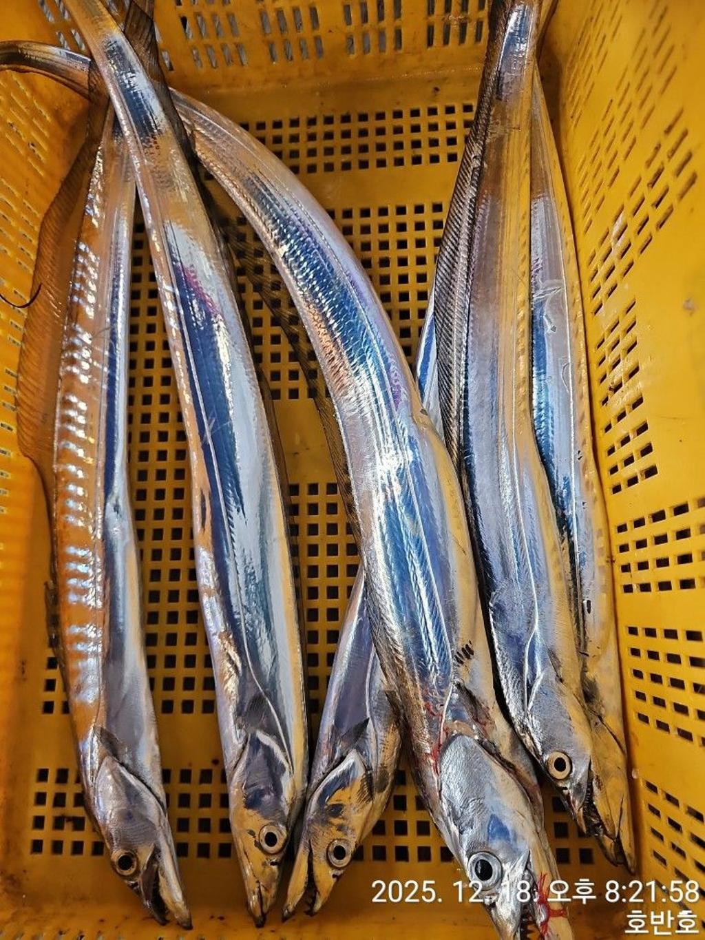 낚시뚜,갈치,통영 신전항,통영호반호,낚시뚜63