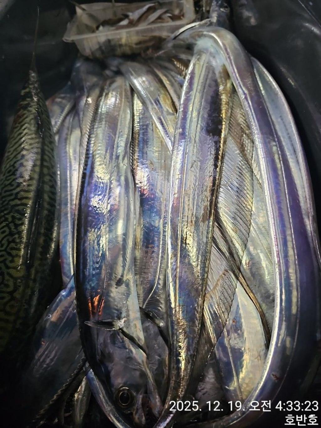 낚시뚜,갈치,통영 신전항,통영호반호,낚시뚜62