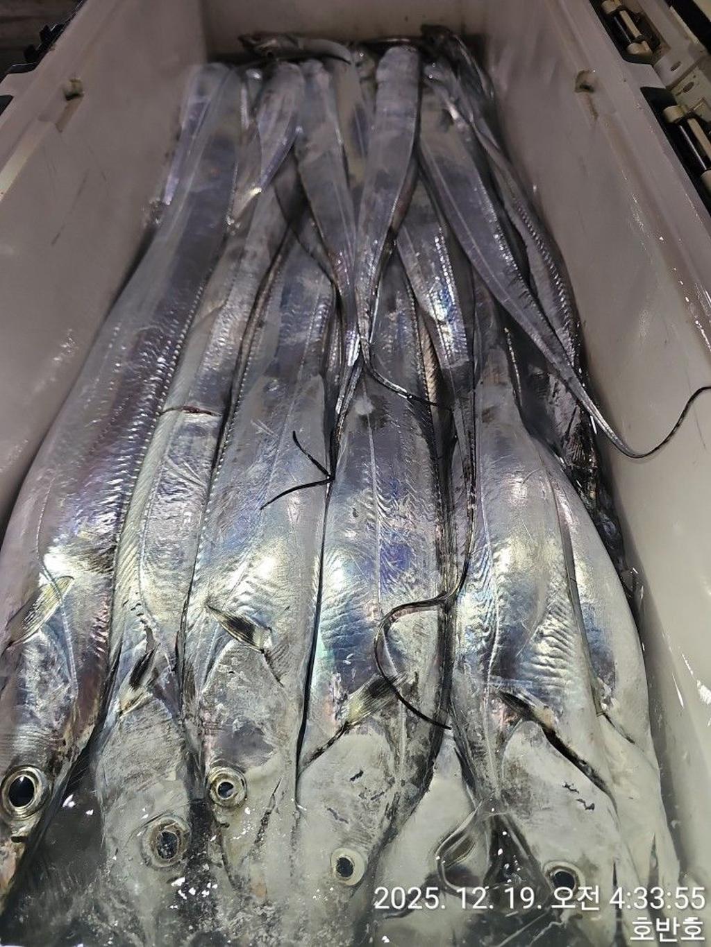 낚시뚜,갈치,통영 신전항,통영호반호,낚시뚜61