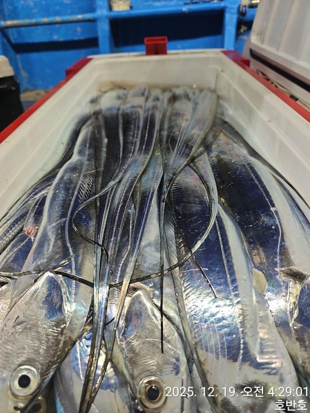 낚시뚜,갈치,통영 신전항,통영호반호,낚시뚜58