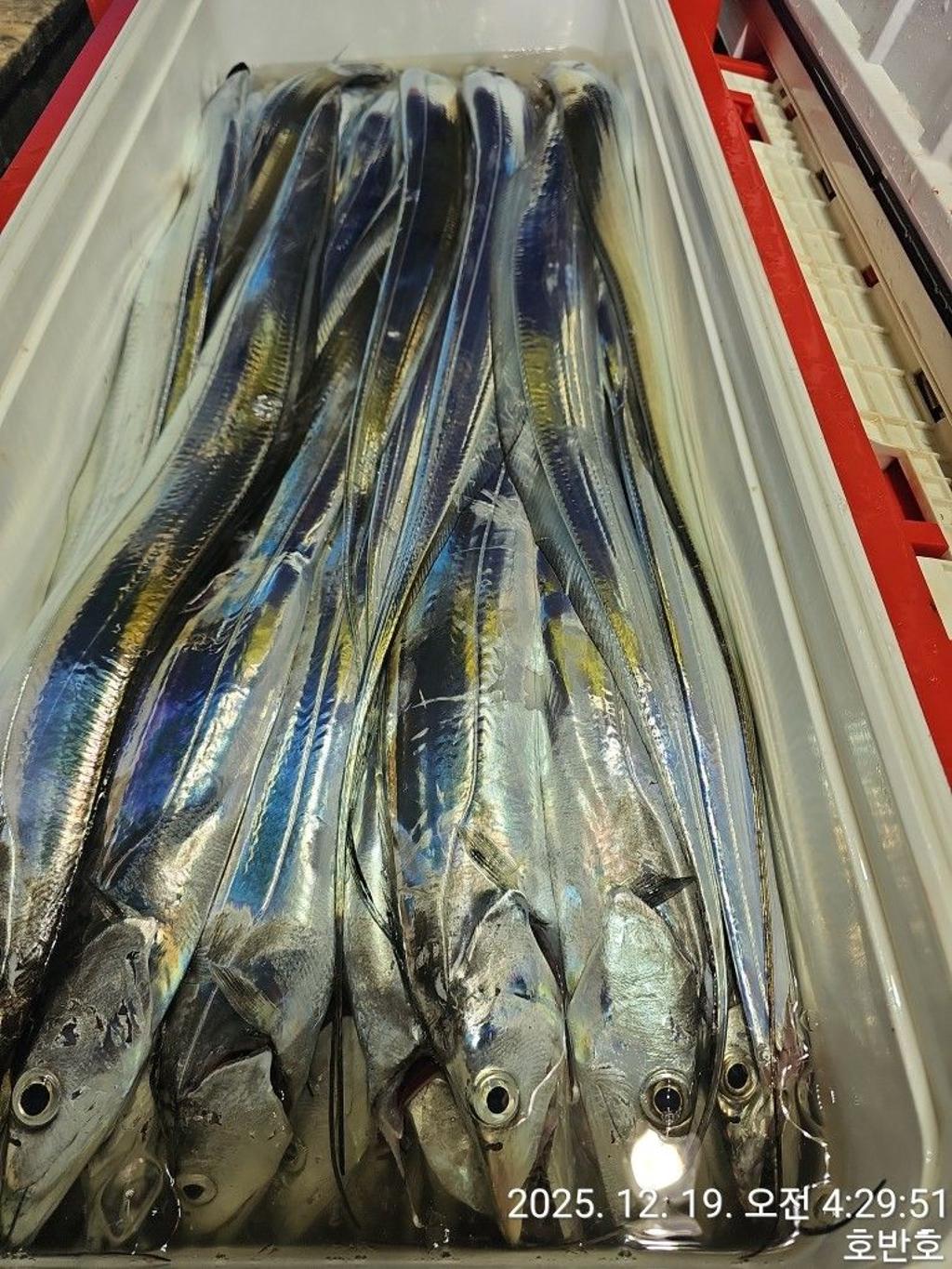 낚시뚜,갈치,통영 신전항,통영호반호,낚시뚜57