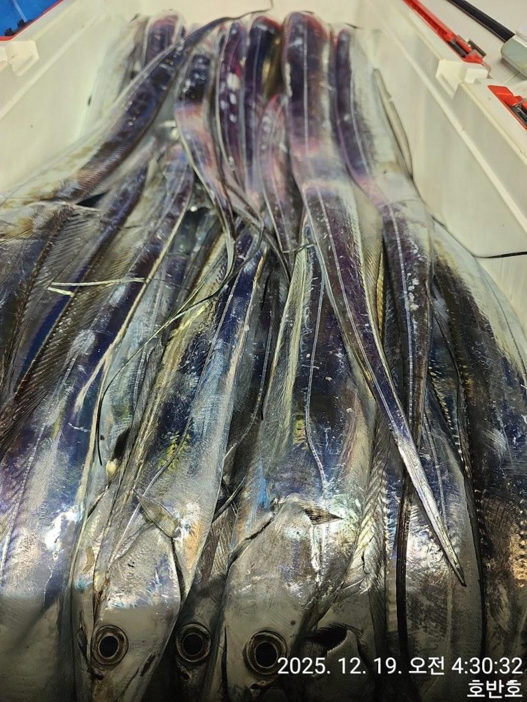 낚시뚜,갈치,통영 신전항,통영호반호,낚시뚜56