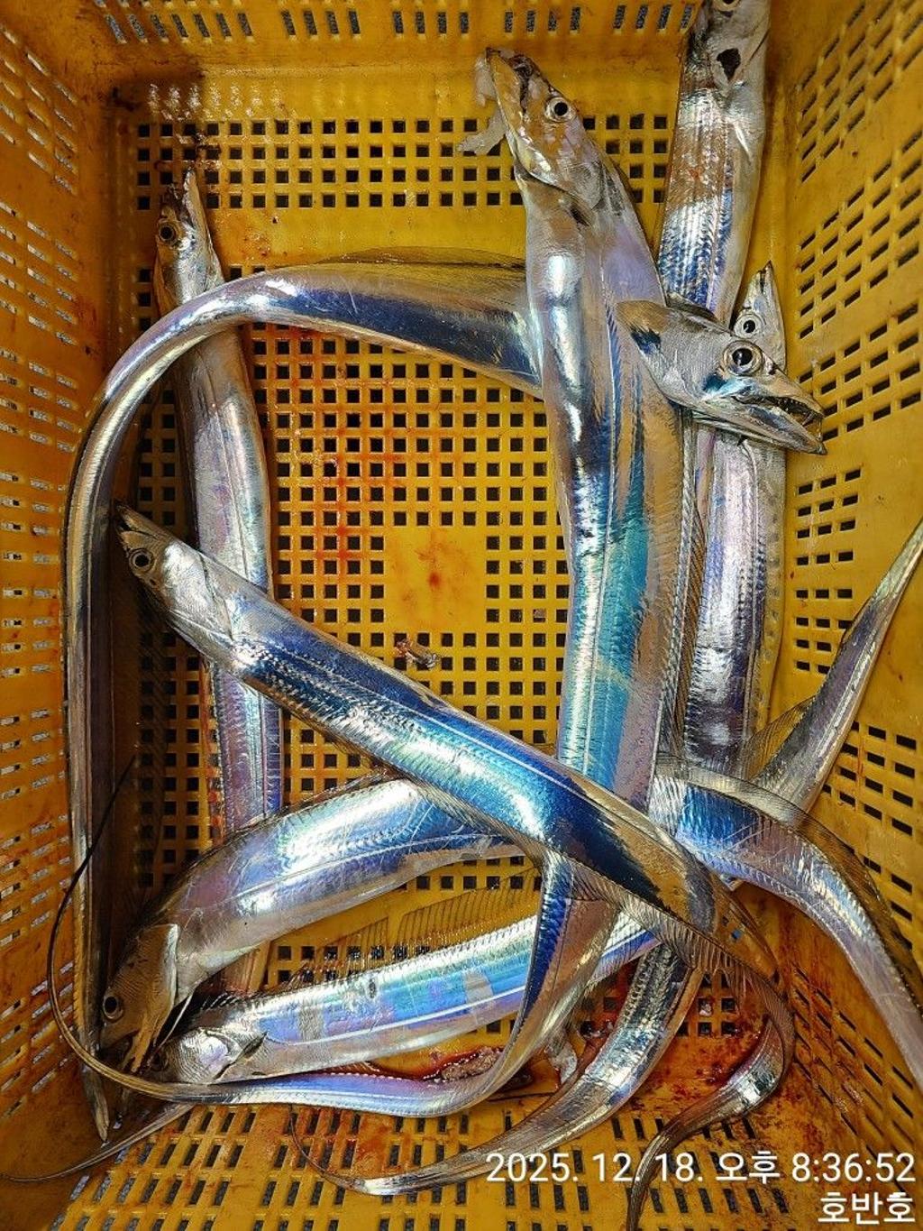 낚시뚜,갈치,통영 신전항,통영호반호,낚시뚜55