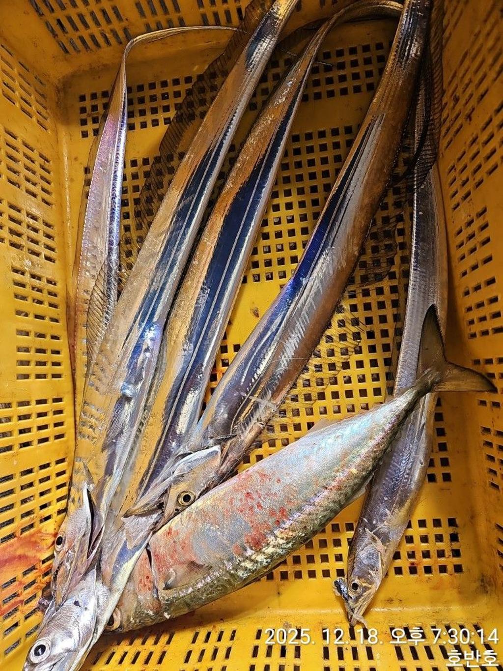 낚시뚜,갈치,통영 신전항,통영호반호,낚시뚜54