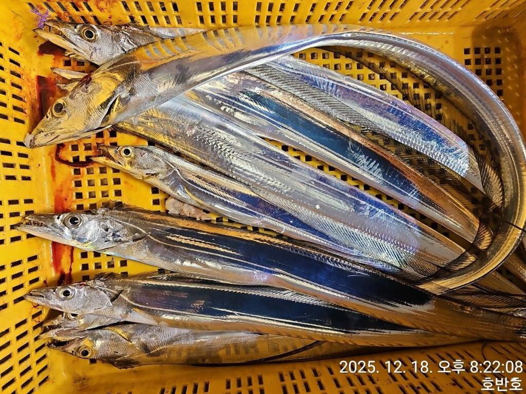 낚시뚜,갈치,통영 신전항,통영호반호,낚시뚜53