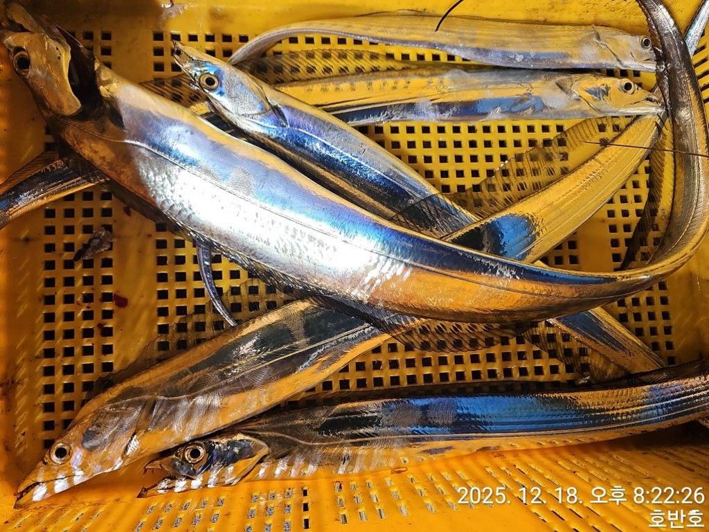 낚시뚜,갈치,통영 신전항,통영호반호,낚시뚜52