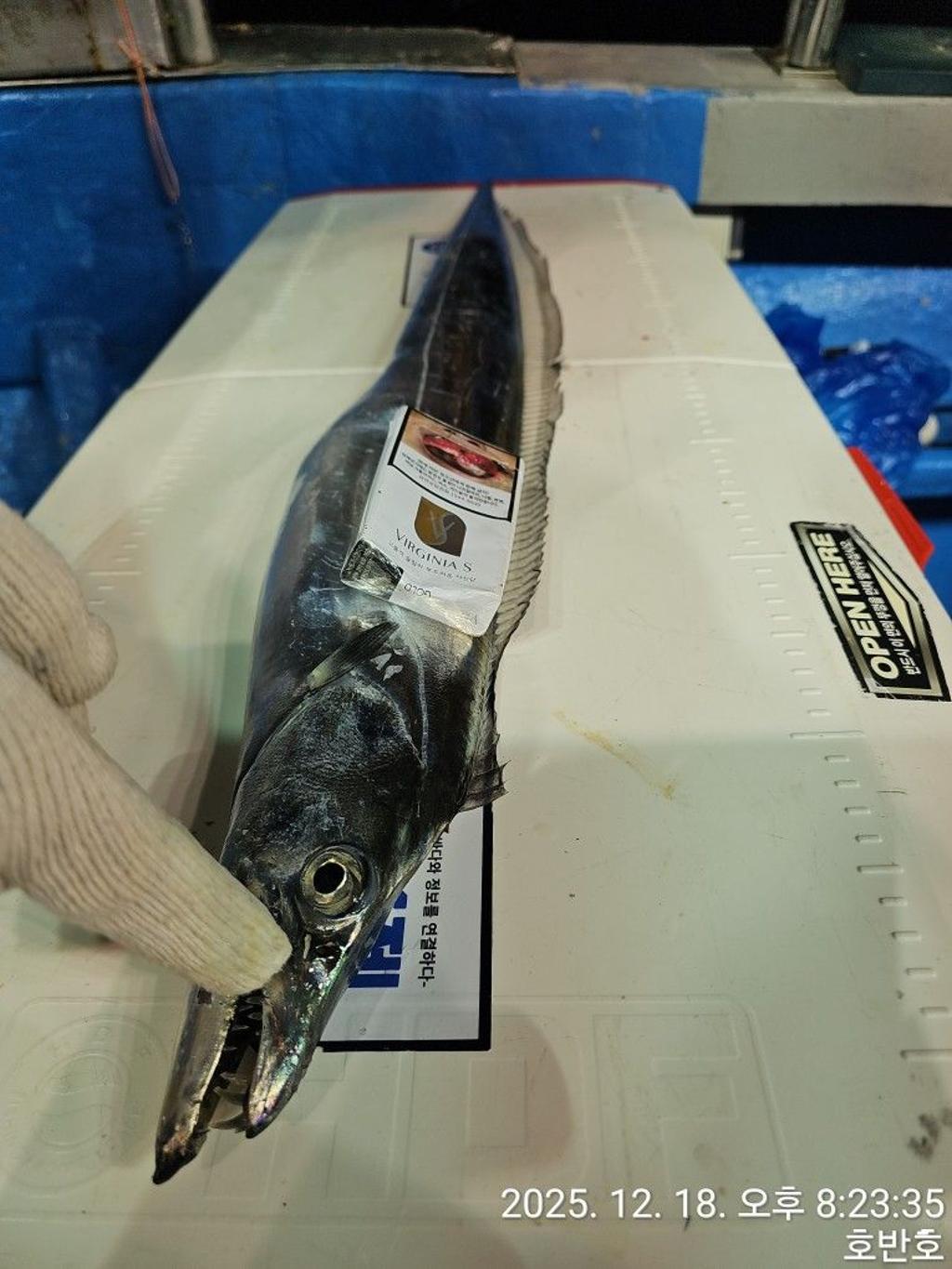 낚시뚜,갈치,통영 신전항,통영호반호,낚시뚜51