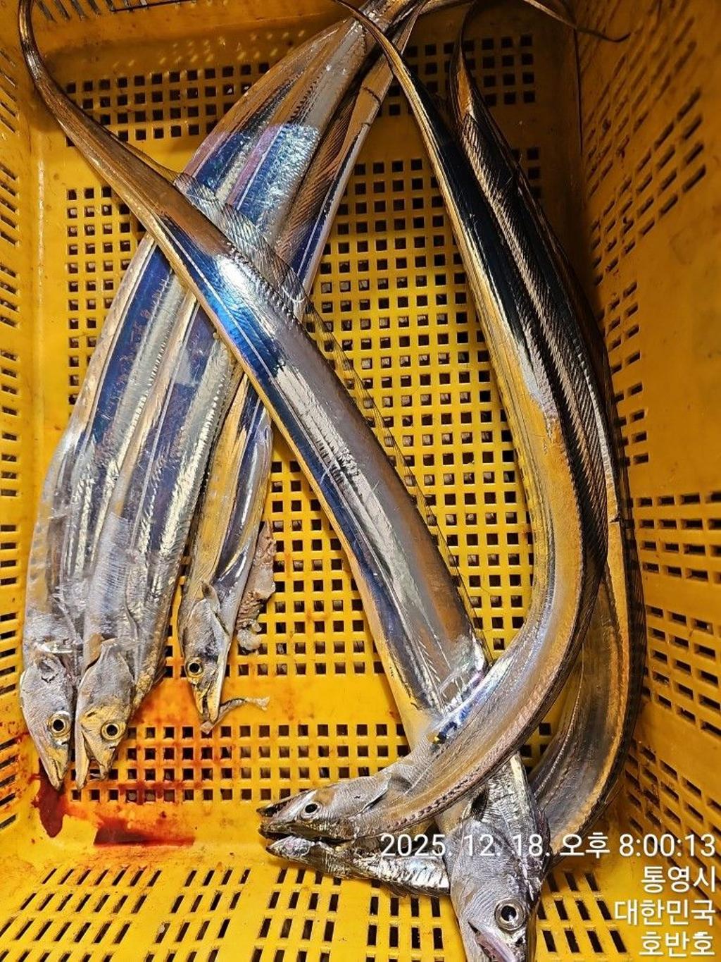 낚시뚜,갈치,통영 신전항,통영호반호,낚시뚜50