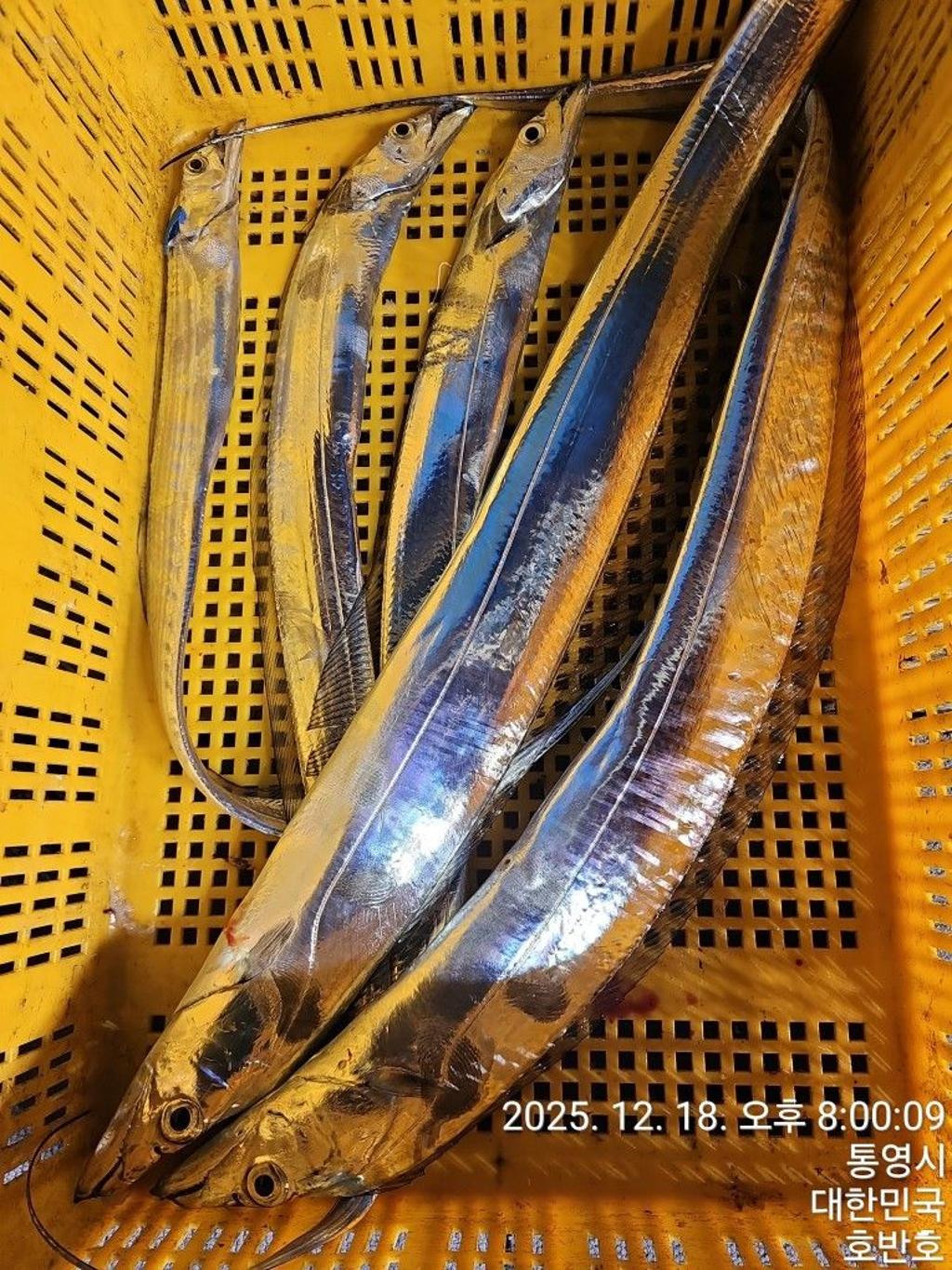 낚시뚜,갈치,통영 신전항,통영호반호,낚시뚜49