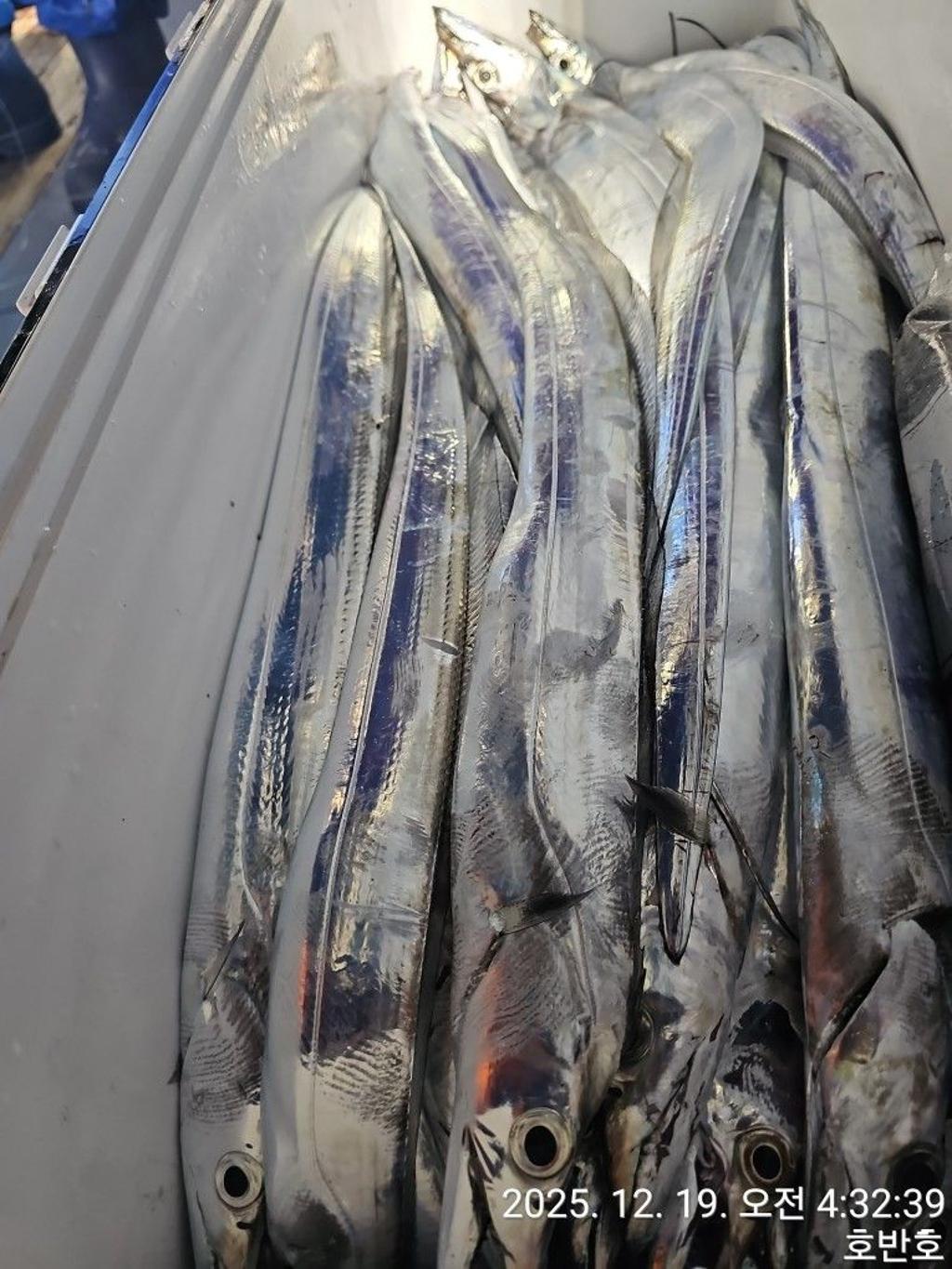 낚시뚜,갈치,통영 신전항,통영호반호,낚시뚜48