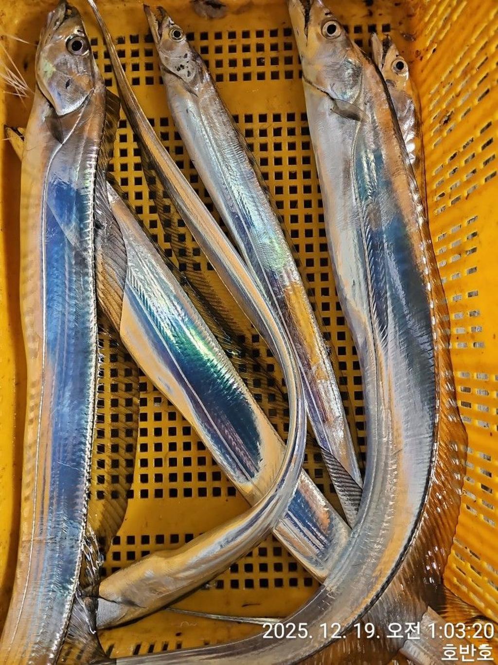 낚시뚜,갈치,통영 신전항,통영호반호,낚시뚜47