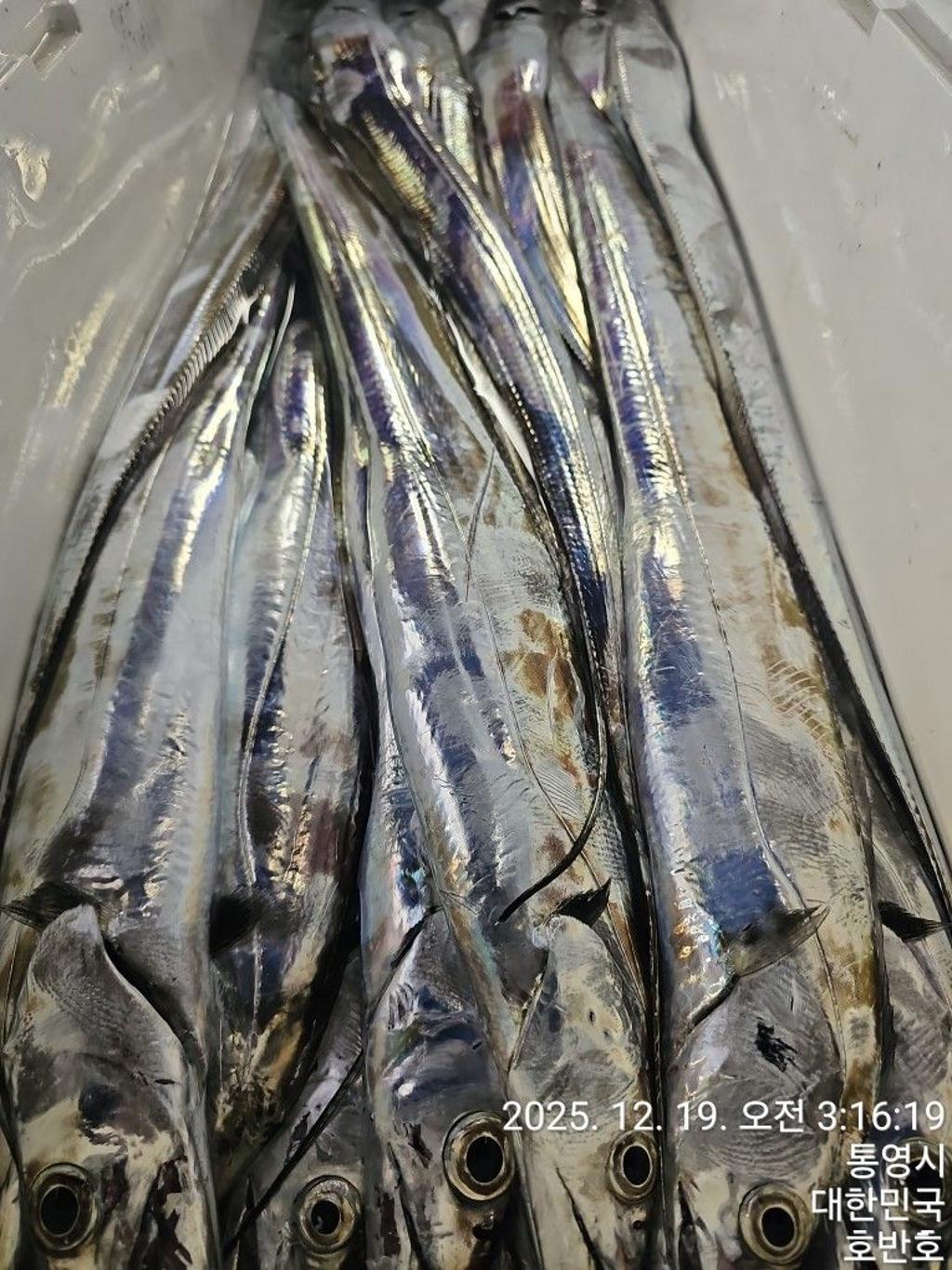 낚시뚜,갈치,통영 신전항,통영호반호,낚시뚜46