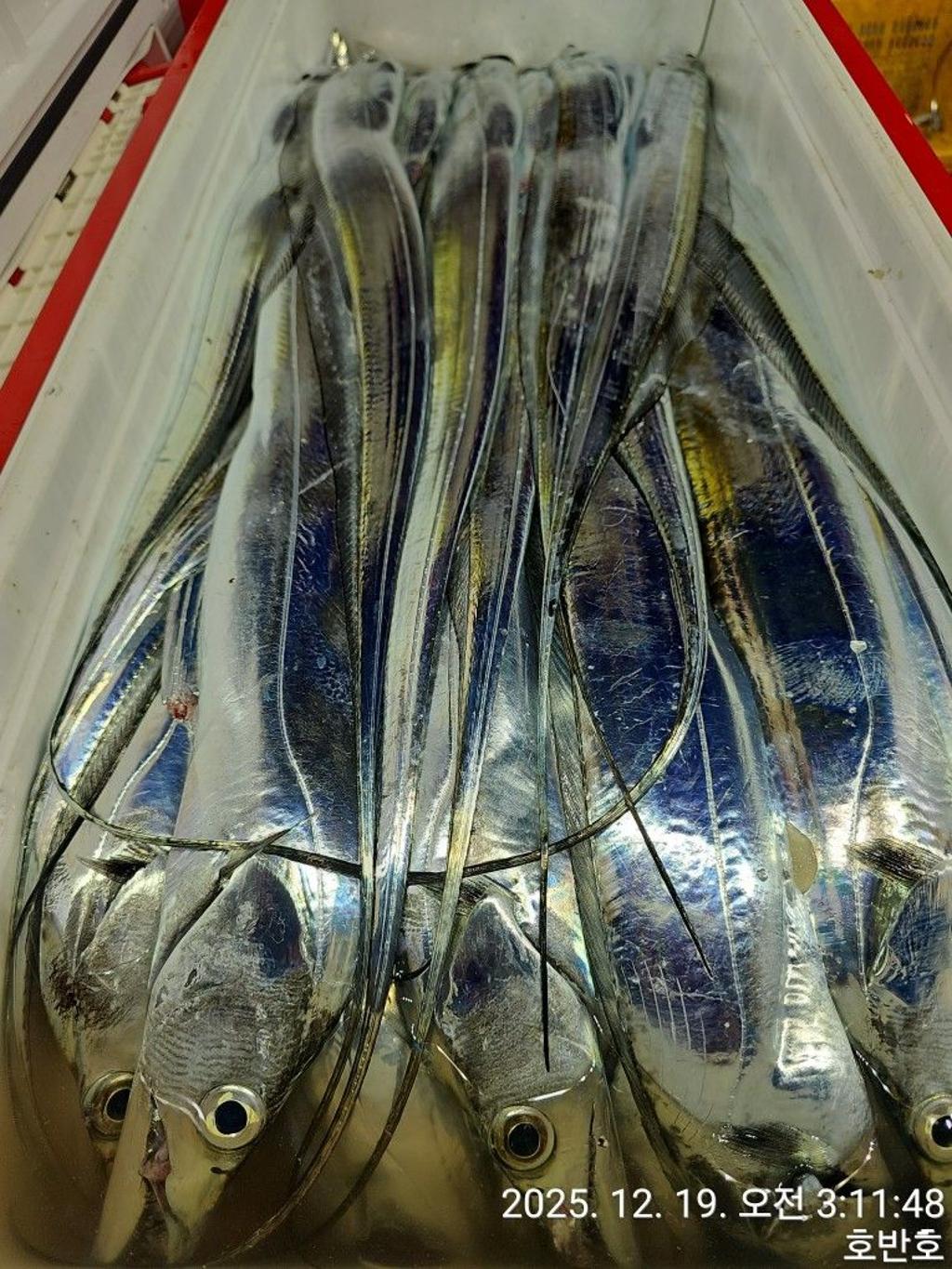 낚시뚜,갈치,통영 신전항,통영호반호,낚시뚜45