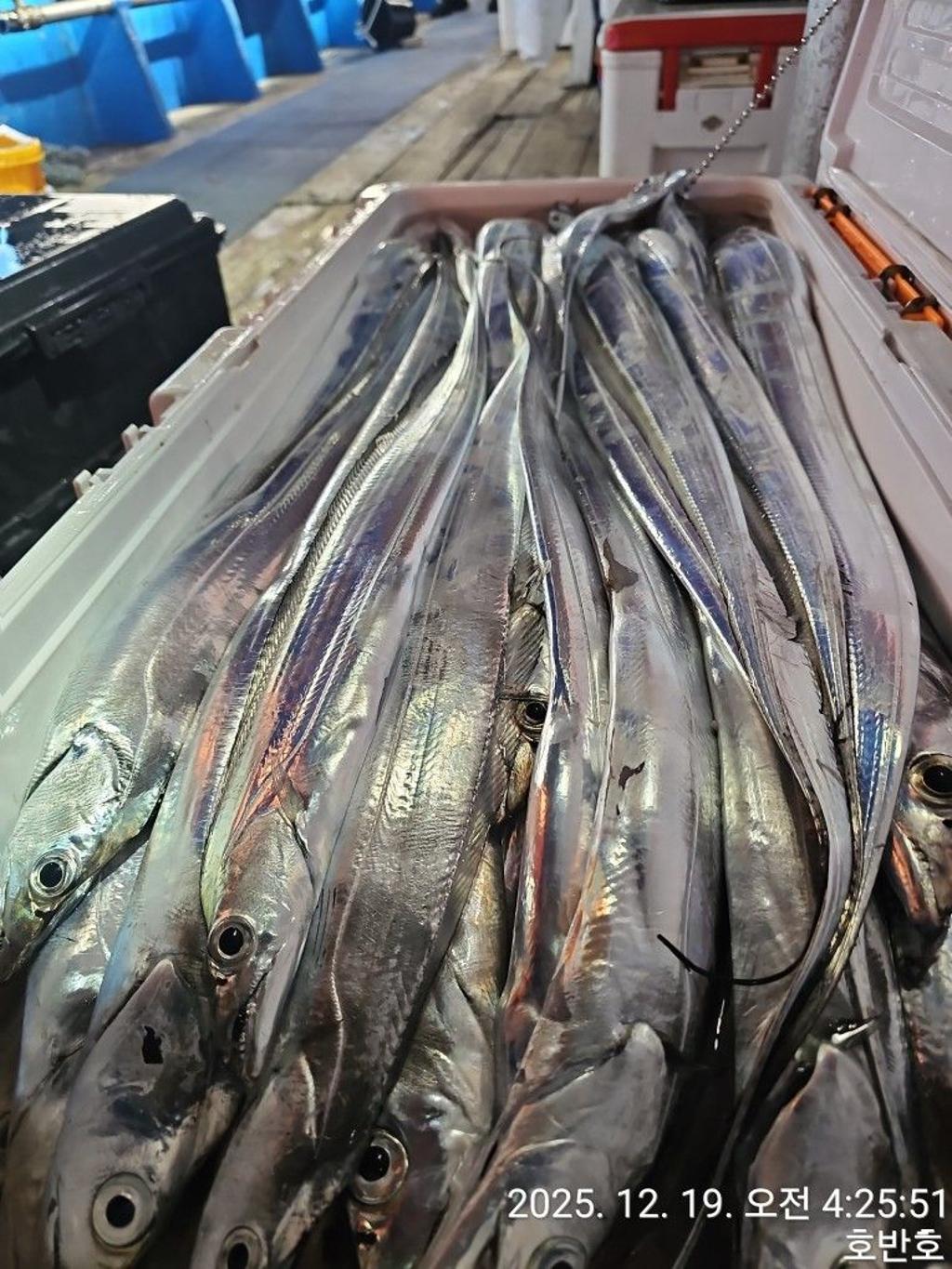 낚시뚜,갈치,통영 신전항,통영호반호,낚시뚜44