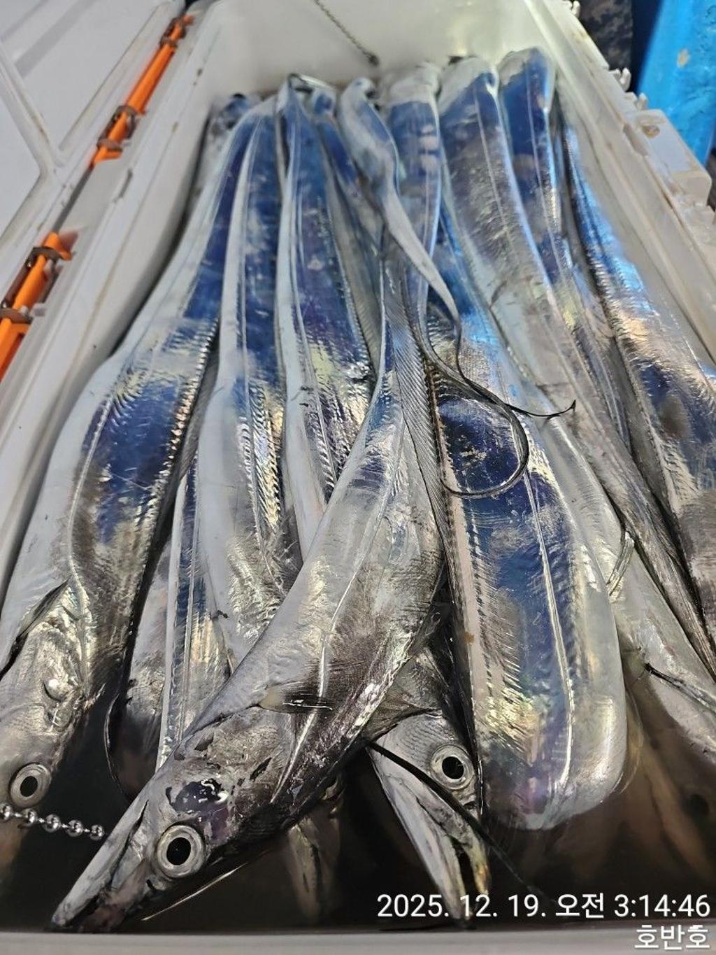 낚시뚜,갈치,통영 신전항,통영호반호,낚시뚜43