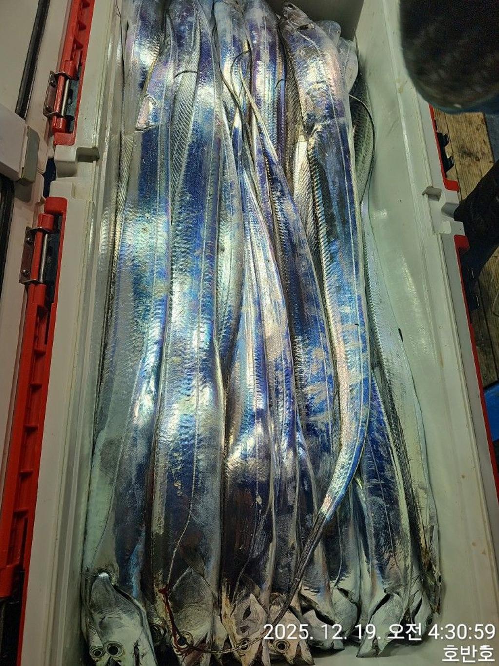 낚시뚜,갈치,통영 신전항,통영호반호,낚시뚜40