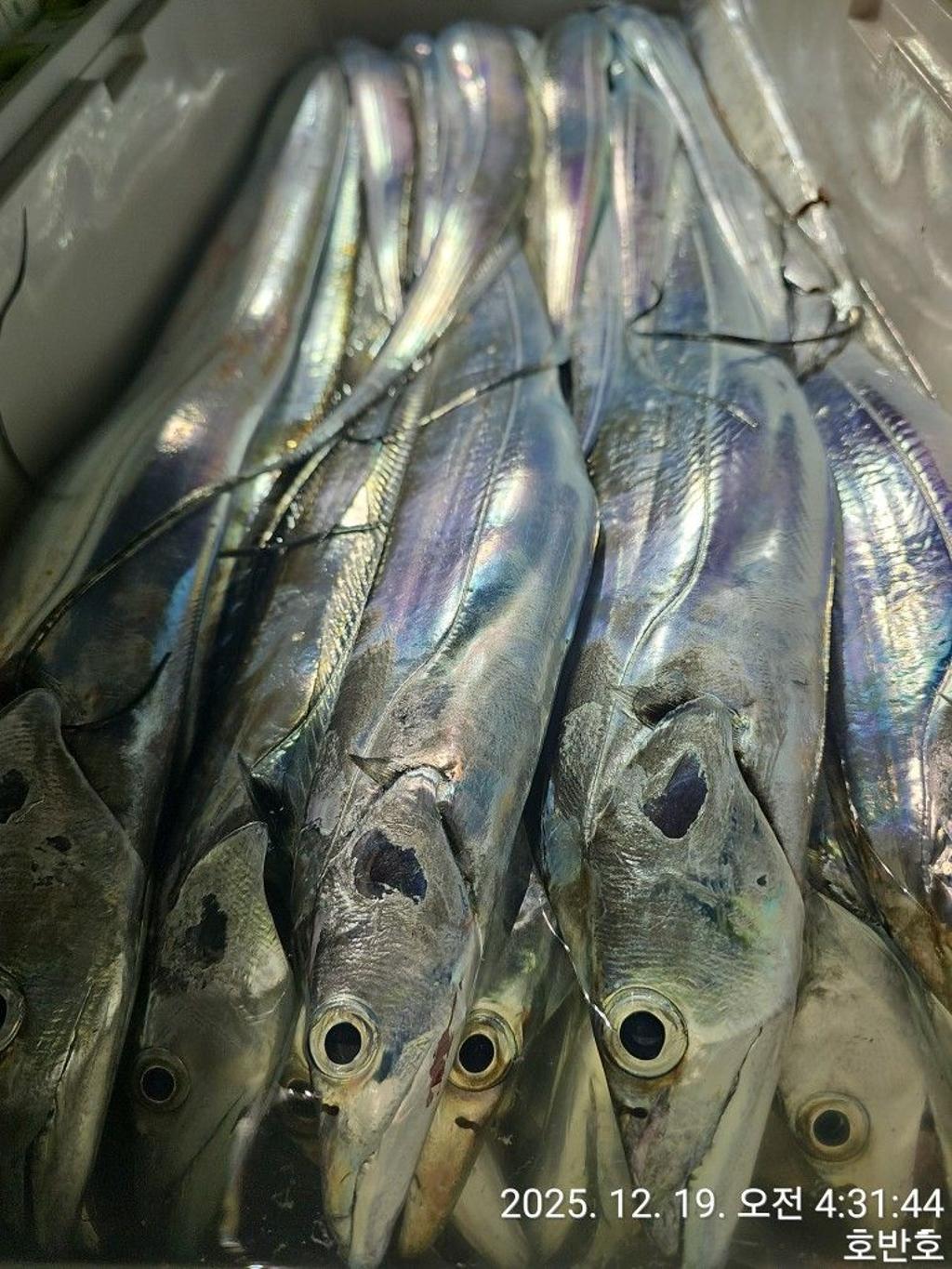 낚시뚜,갈치,통영 신전항,통영호반호,낚시뚜39