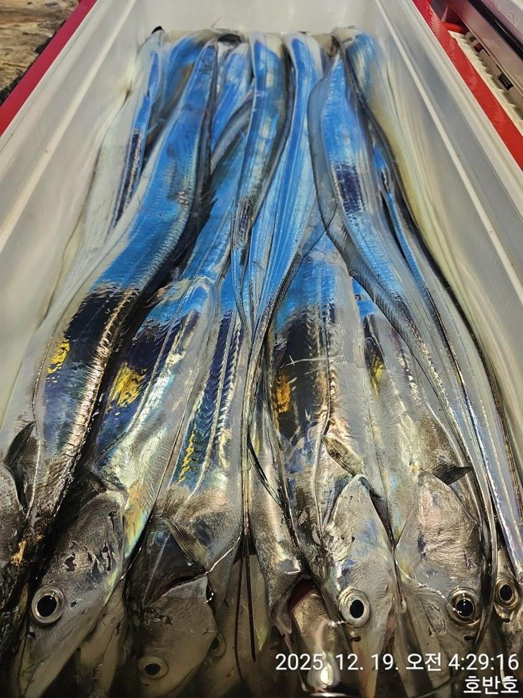 낚시뚜,갈치,통영 신전항,통영호반호,낚시뚜38