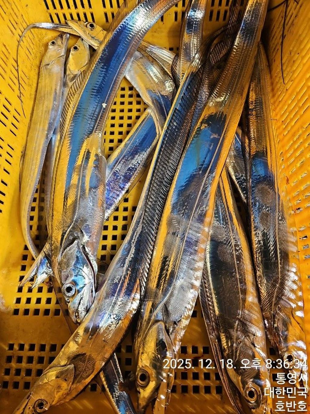 낚시뚜,갈치,통영 신전항,통영호반호,낚시뚜37