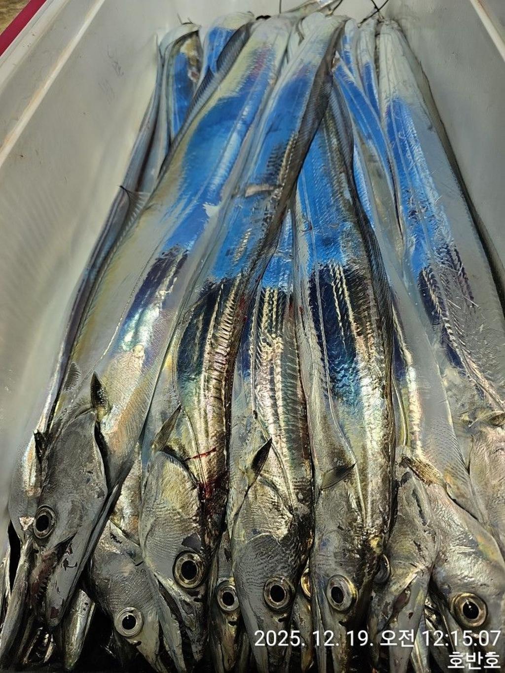 낚시뚜,갈치,통영 신전항,통영호반호,낚시뚜36