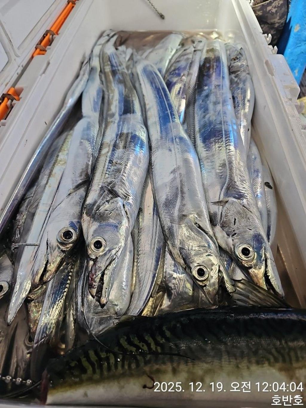 낚시뚜,갈치,통영 신전항,통영호반호,낚시뚜35