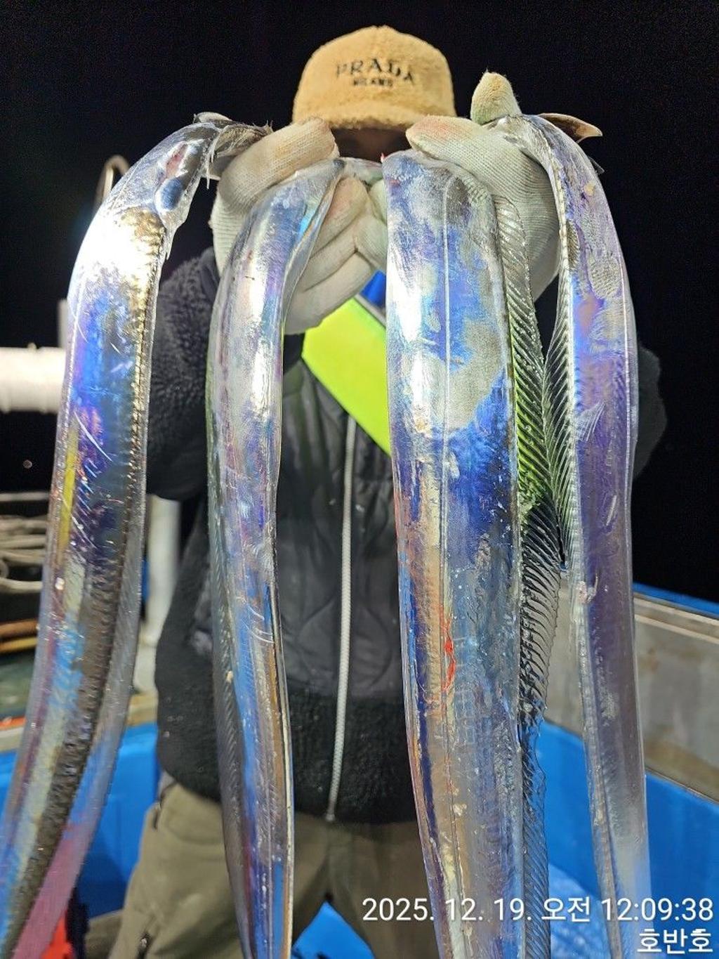 낚시뚜,갈치,통영 신전항,통영호반호,낚시뚜21