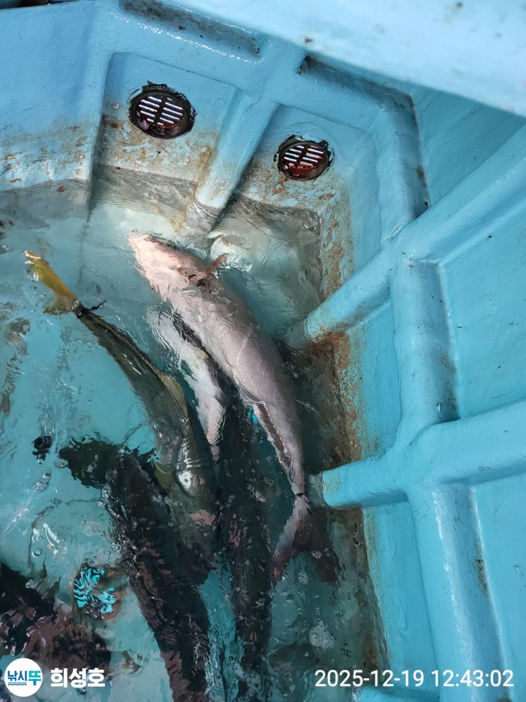 낚시뚜,방어,모슬포항,희성호,낚시뚜0