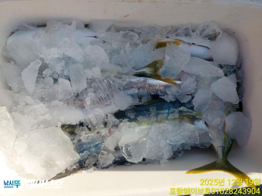 낚시뚜,방어,삼치,구룡포항,뉴웨이브호,낚시뚜19