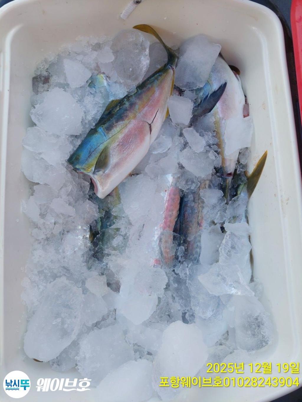 낚시뚜,방어,삼치,구룡포항,뉴웨이브호,낚시뚜18