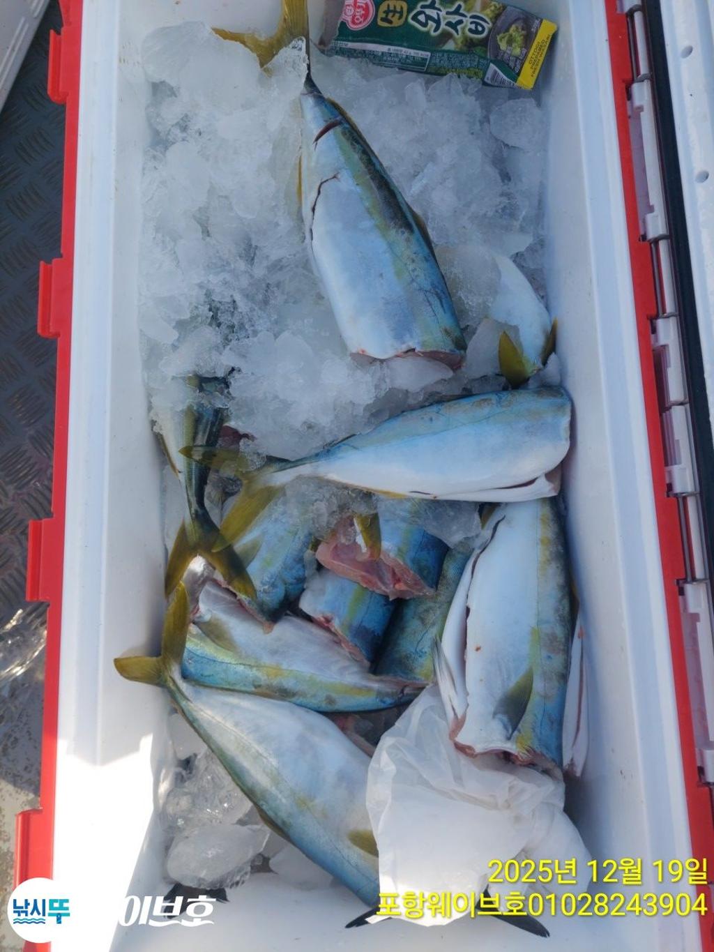 낚시뚜,방어,삼치,구룡포항,뉴웨이브호,낚시뚜17