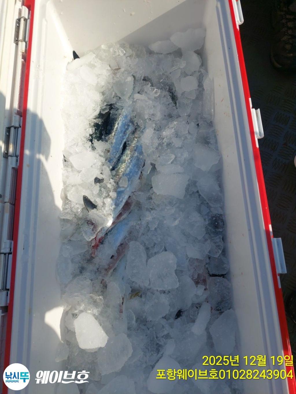 낚시뚜,방어,삼치,구룡포항,뉴웨이브호,낚시뚜16