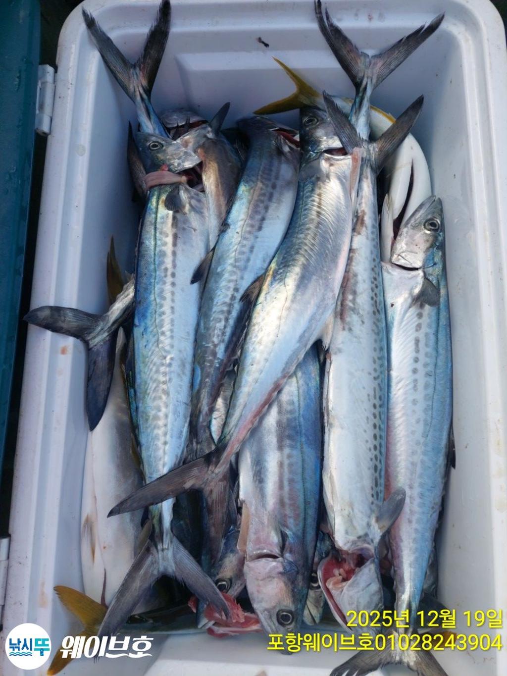 낚시뚜,방어,삼치,구룡포항,뉴웨이브호,낚시뚜15