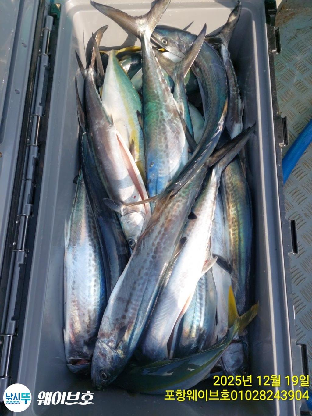 낚시뚜,방어,삼치,구룡포항,뉴웨이브호,낚시뚜14