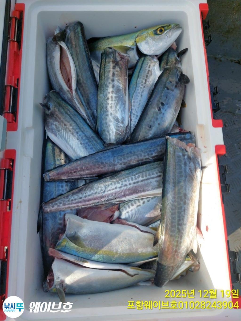 낚시뚜,방어,삼치,구룡포항,뉴웨이브호,낚시뚜13