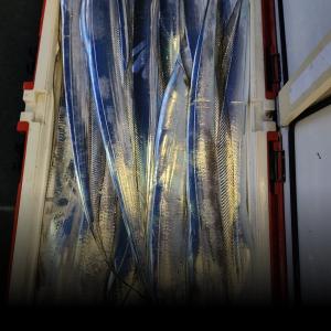 조황, 녹동금강호16석 씨알좋은갈치많이나왔내요 만쿨 010-4058-2266 