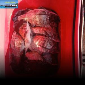 조황, 실전낚시 12월19일 감성돔을 대상으로 다녀왔습니다 