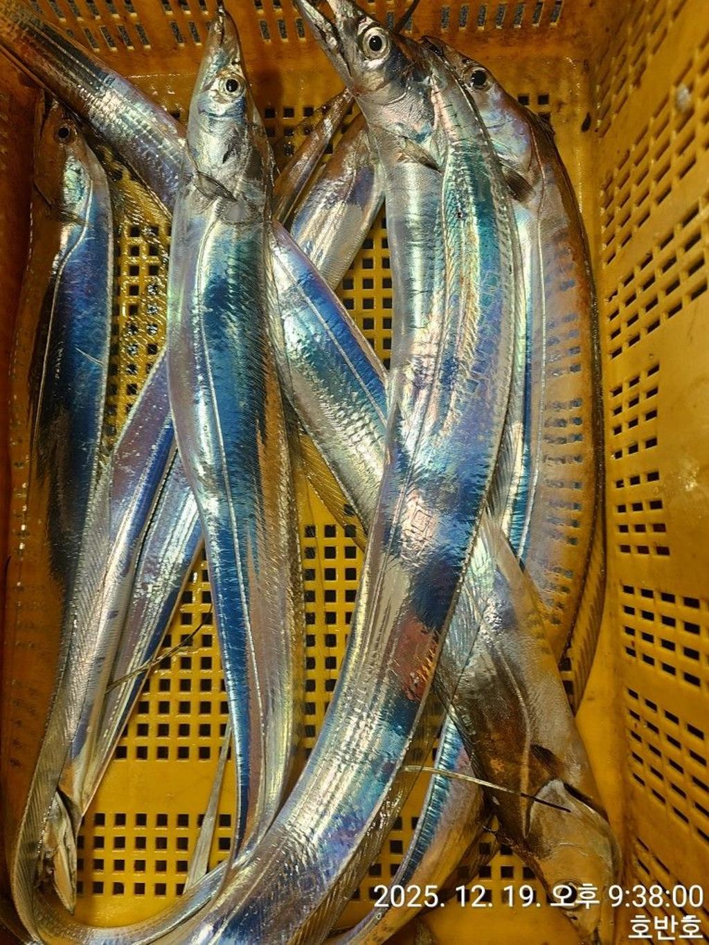 낚시뚜,갈치,통영 신전항,통영호반호,낚시뚜47