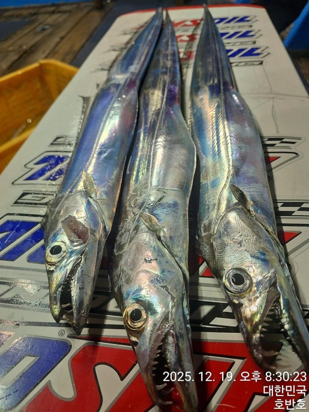 낚시뚜,갈치,통영 신전항,통영호반호,낚시뚜45