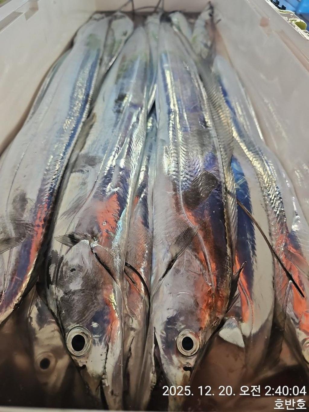 낚시뚜,갈치,통영 신전항,통영호반호,낚시뚜44