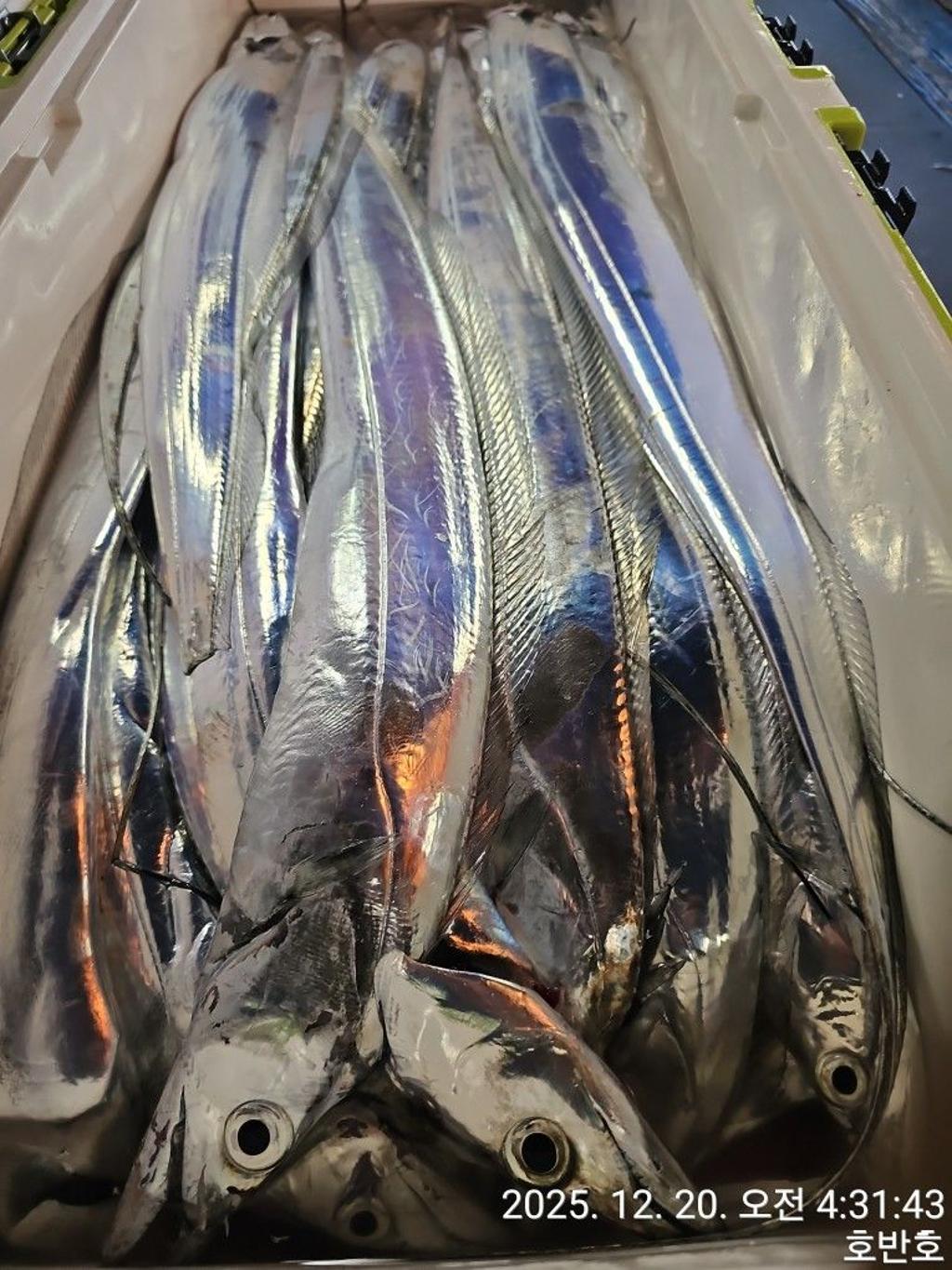 낚시뚜,갈치,통영 신전항,통영호반호,낚시뚜43