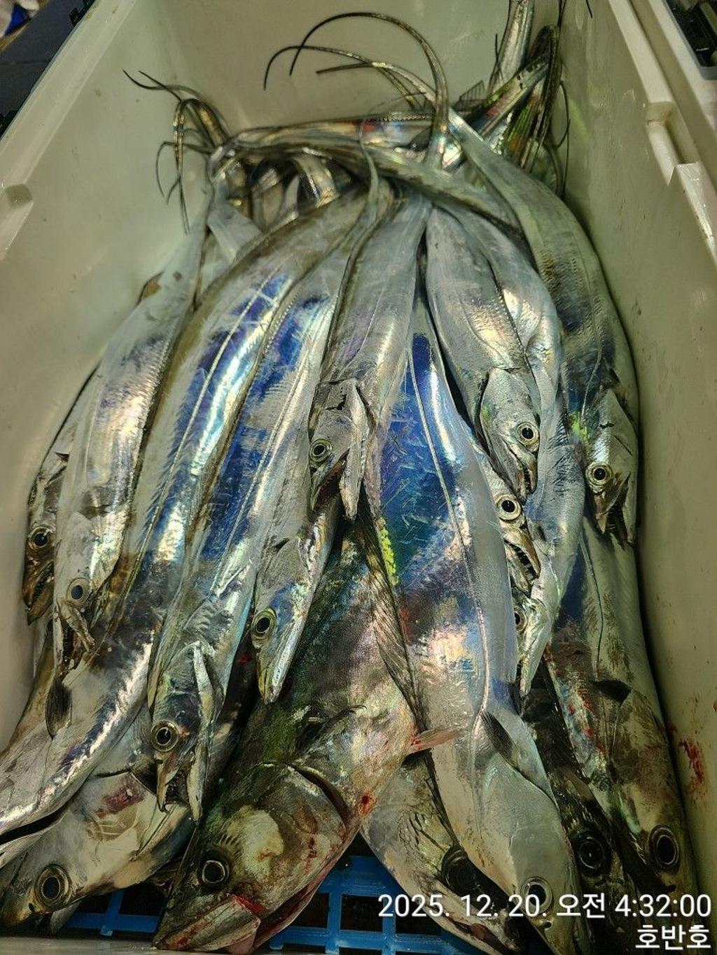 낚시뚜,갈치,통영 신전항,통영호반호,낚시뚜42