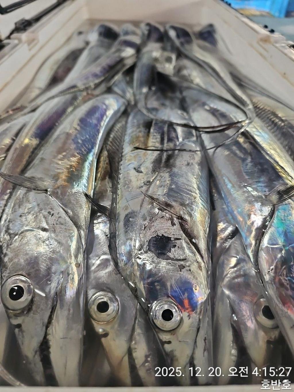 낚시뚜,갈치,통영 신전항,통영호반호,낚시뚜41