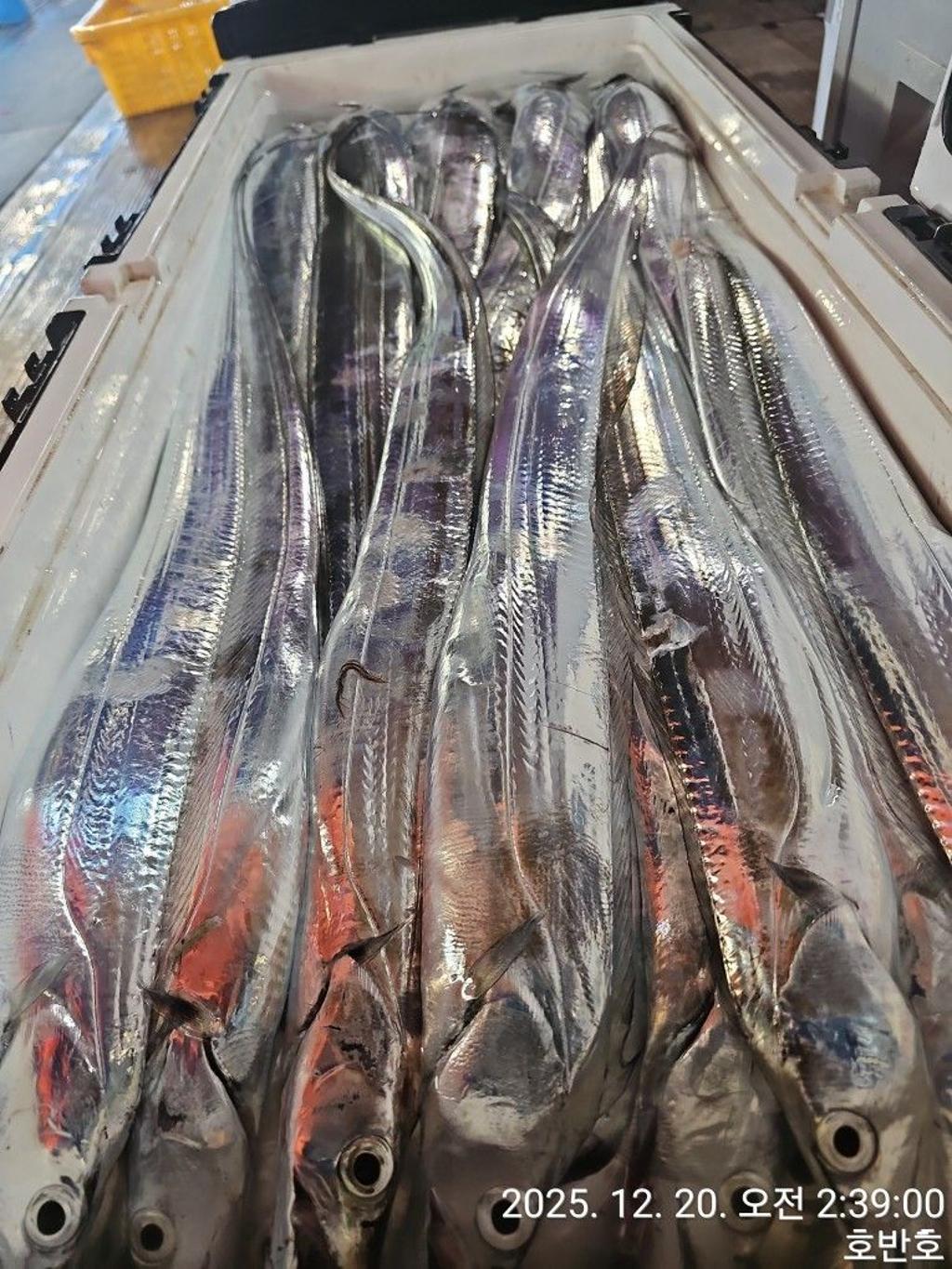 낚시뚜,갈치,통영 신전항,통영호반호,낚시뚜40