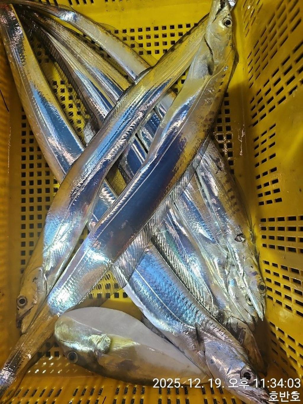 낚시뚜,갈치,통영 신전항,통영호반호,낚시뚜39