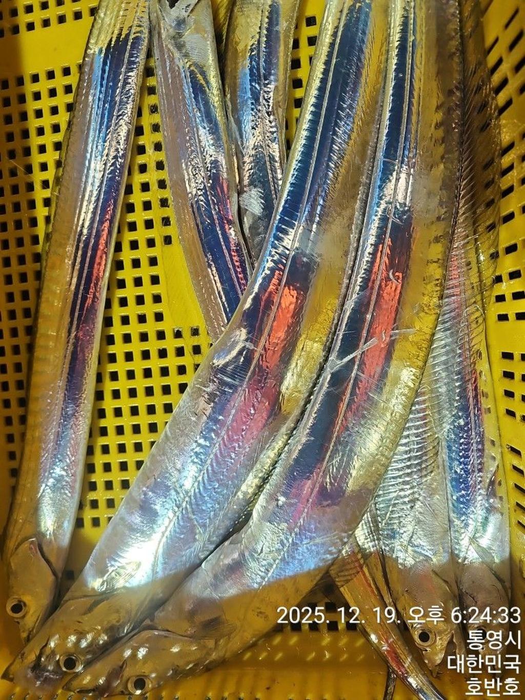 낚시뚜,갈치,통영 신전항,통영호반호,낚시뚜38