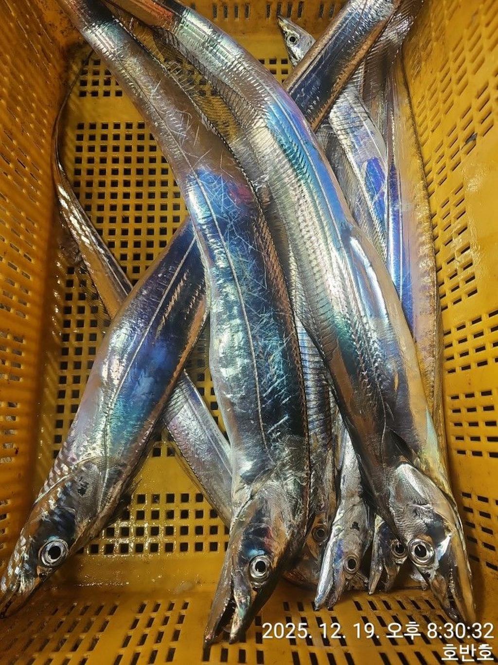 낚시뚜,갈치,통영 신전항,통영호반호,낚시뚜37