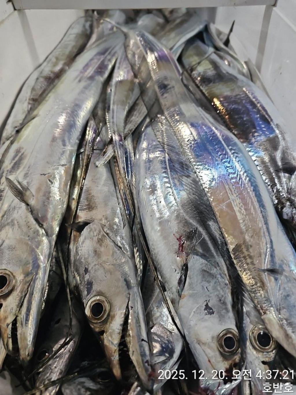 낚시뚜,갈치,통영 신전항,통영호반호,낚시뚜36