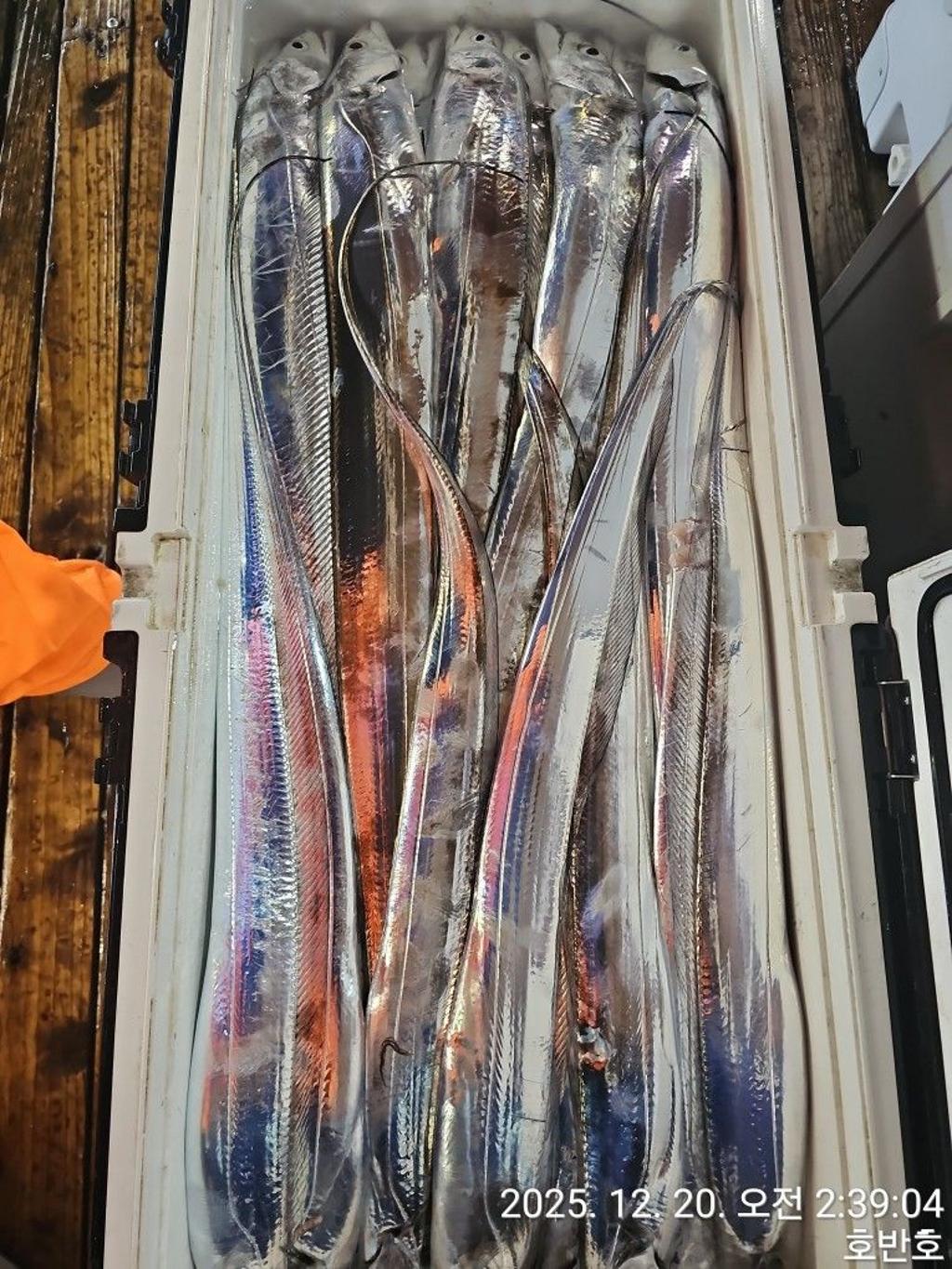 낚시뚜,갈치,통영 신전항,통영호반호,낚시뚜35