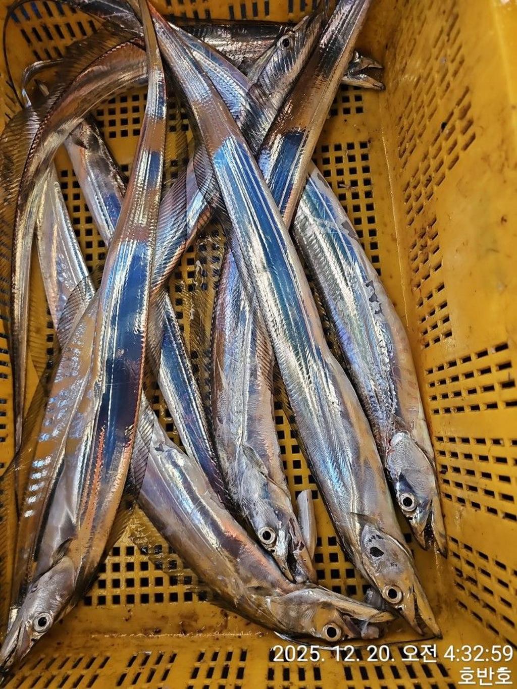 낚시뚜,갈치,통영 신전항,통영호반호,낚시뚜34