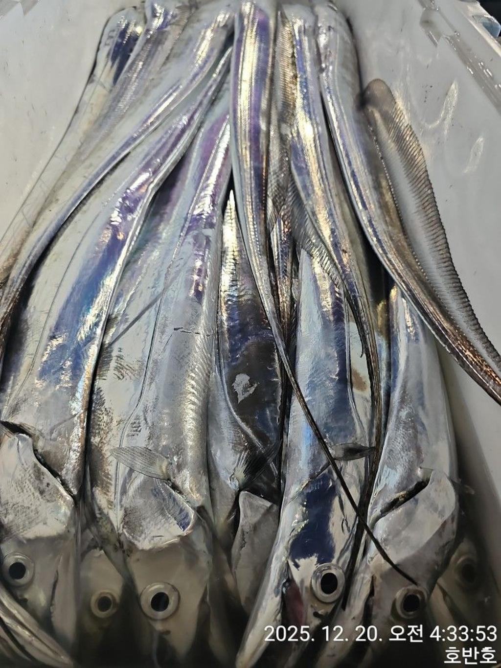 낚시뚜,갈치,통영 신전항,통영호반호,낚시뚜33